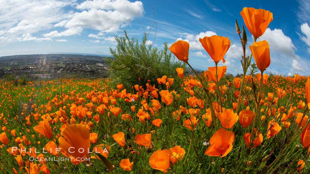 California Poppies, Rancho La Costa, Carlsbad. USA, Eschscholzia californica, natural history stock photograph, photo id 35186