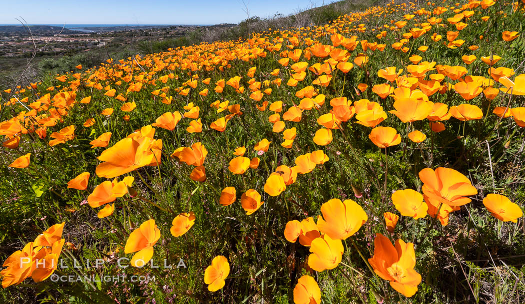 California Poppies, Rancho La Costa, Carlsbad. USA, Eschscholzia californica, natural history stock photograph, photo id 35128