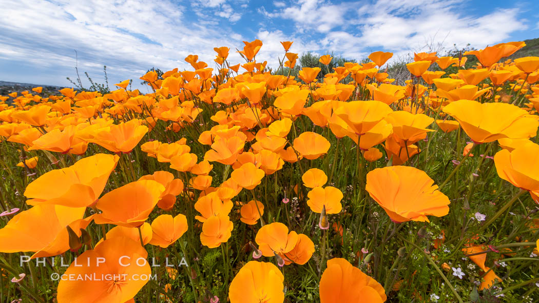 California Poppies, Rancho La Costa, Carlsbad. USA, Eschscholzia californica, natural history stock photograph, photo id 35184