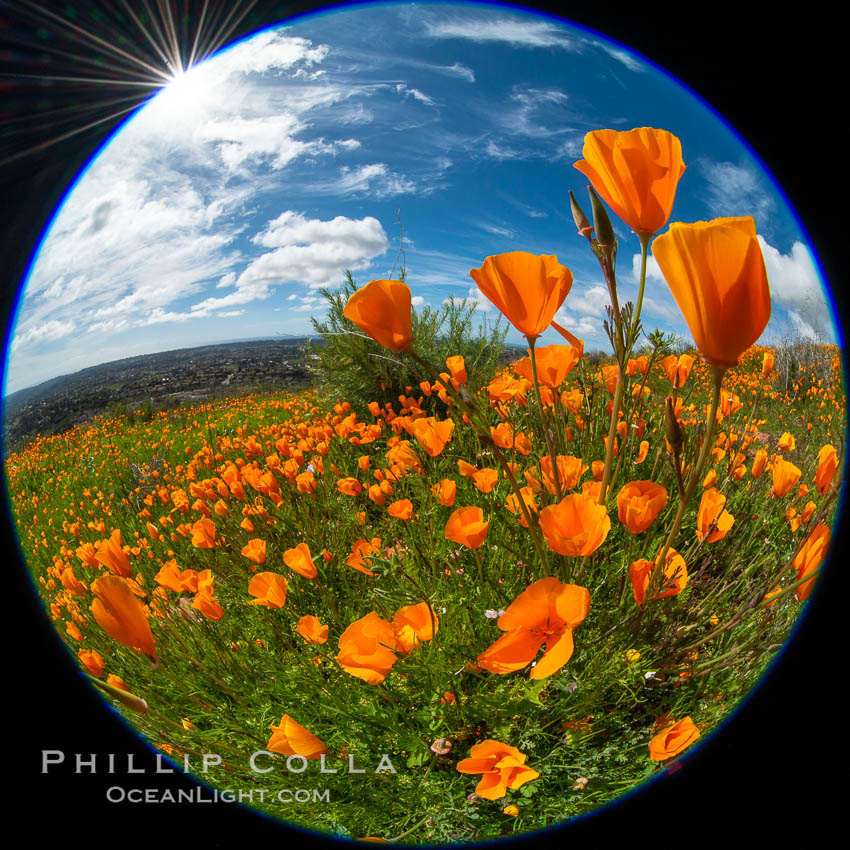 California Poppies, Rancho La Costa, Carlsbad. USA, Eschscholzia californica, natural history stock photograph, photo id 35188