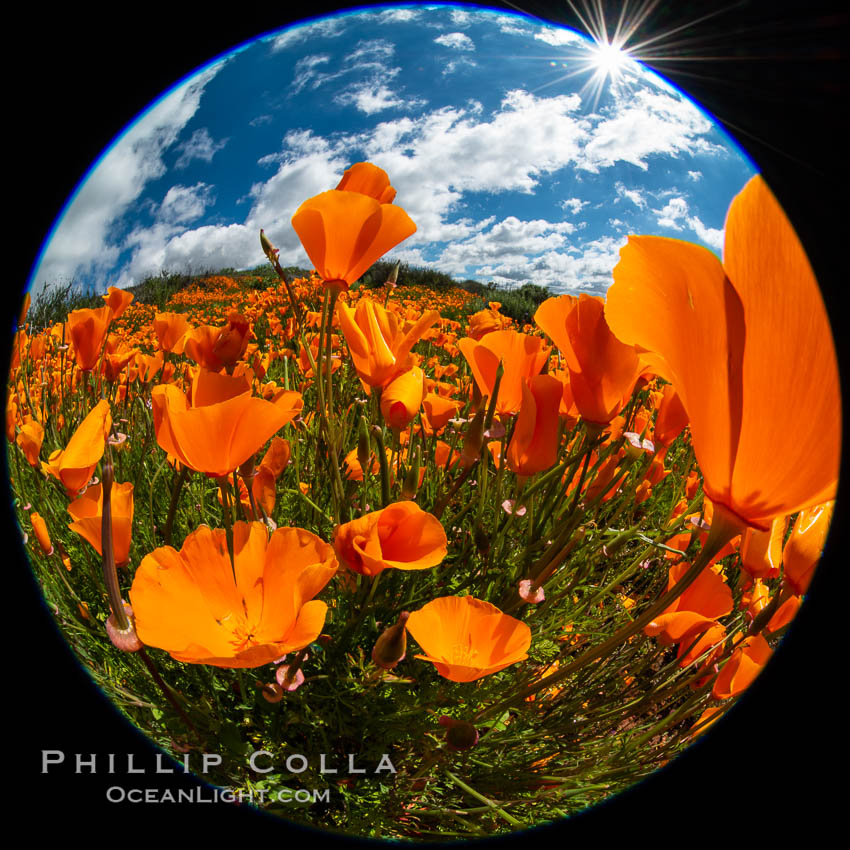 California Poppies, Rancho La Costa, Carlsbad. USA, Eschscholzia californica, natural history stock photograph, photo id 35208