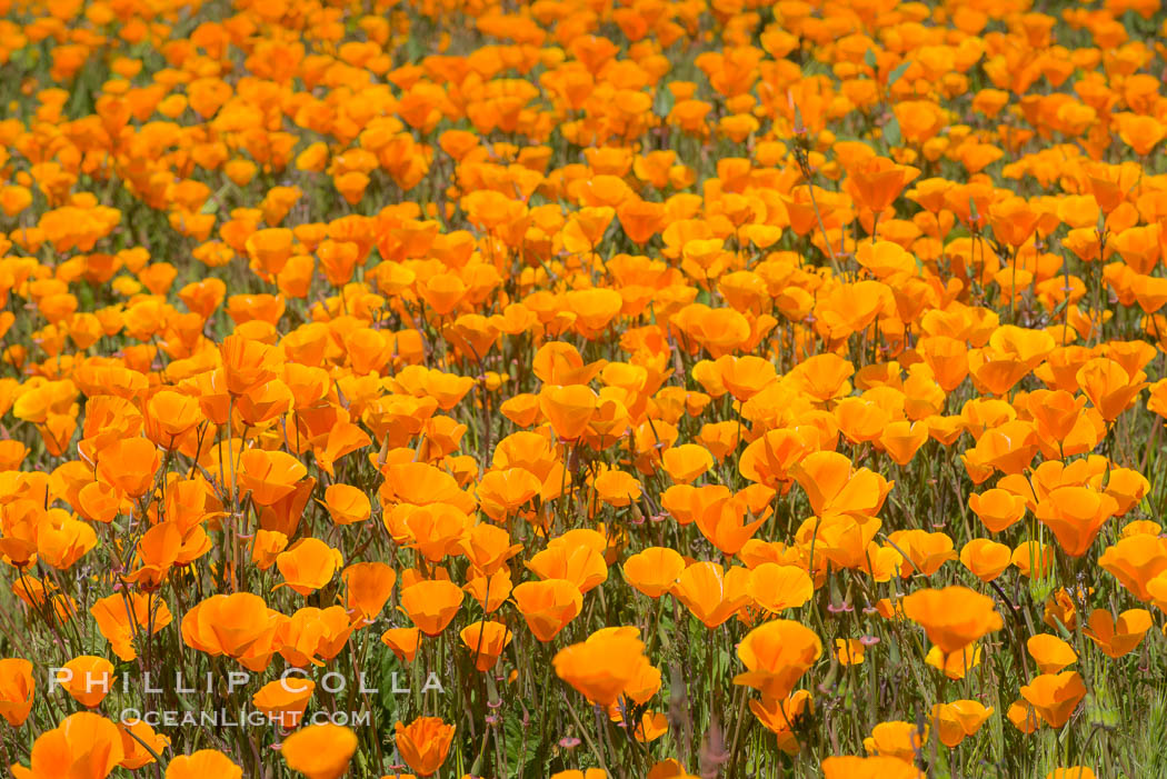 California Poppies, Rancho La Costa, Carlsbad. USA, Eschscholzia californica, natural history stock photograph, photo id 33119