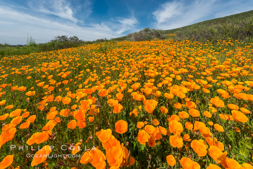 California Poppies, Rancho La Costa, Carlsbad. USA, Eschscholzia californica, natural history stock photograph, photo id 33131