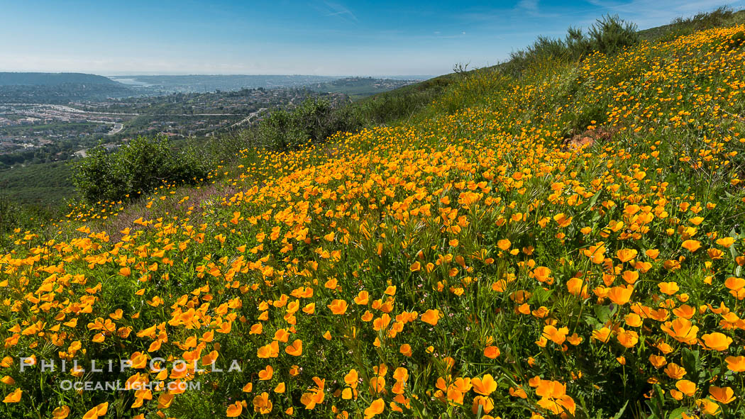 California Poppies, Rancho La Costa, Carlsbad., Eschscholzia californica, natural history stock photograph, photo id 33163