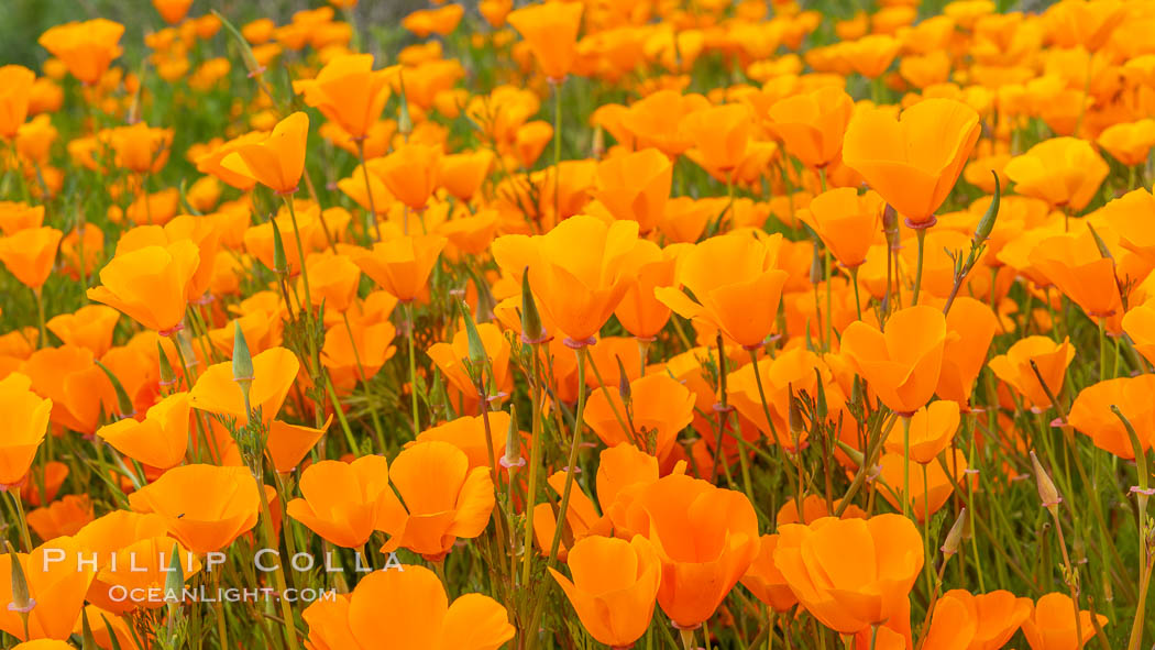 California Poppies, Rancho La Costa, Carlsbad. USA, Eschscholzia californica, natural history stock photograph, photo id 35183