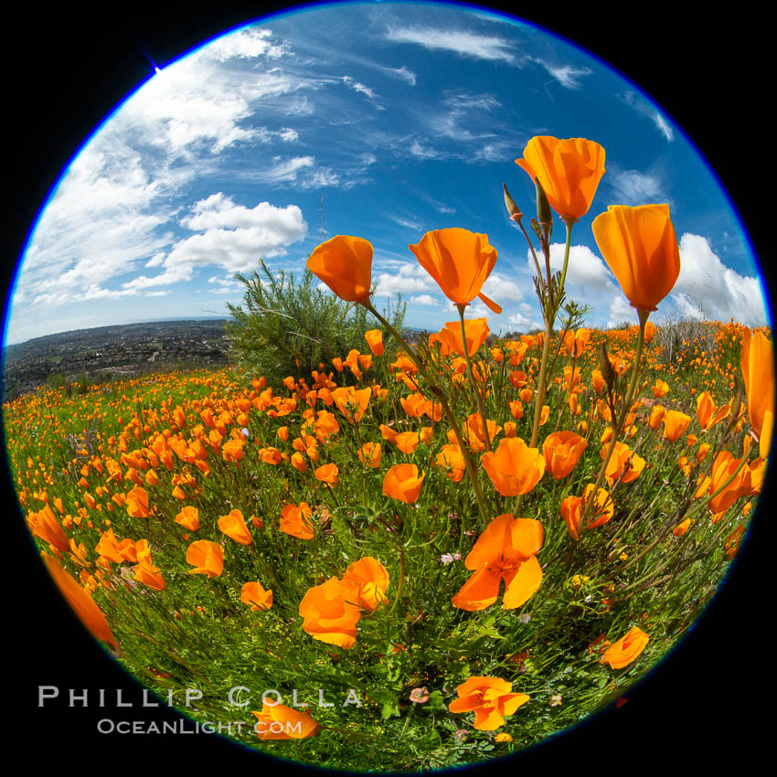 California Poppies, Rancho La Costa, Carlsbad. USA, Eschscholzia californica, natural history stock photograph, photo id 35187