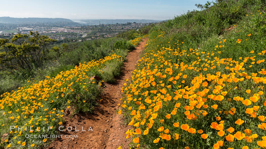 California Poppies, Rancho La Costa, Carlsbad