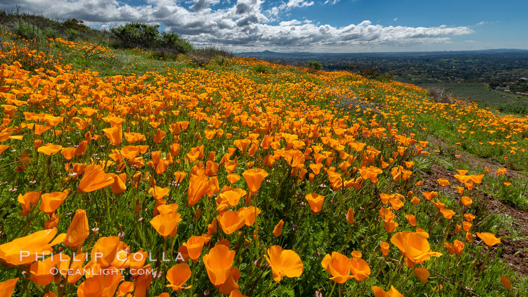 California Poppies, Rancho La Costa, Carlsbad. USA, Eschscholzia californica, natural history stock photograph, photo id 35209