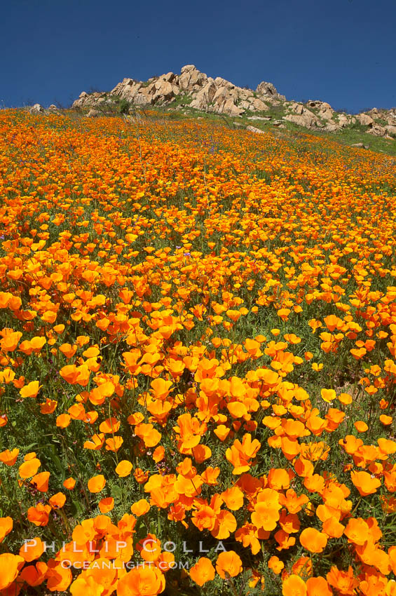 California poppy plants carpet the hills of Del Dios above Lake Hodges. San Diego, USA, Eschscholtzia californica, Eschscholzia californica, natural history stock photograph, photo id 20894