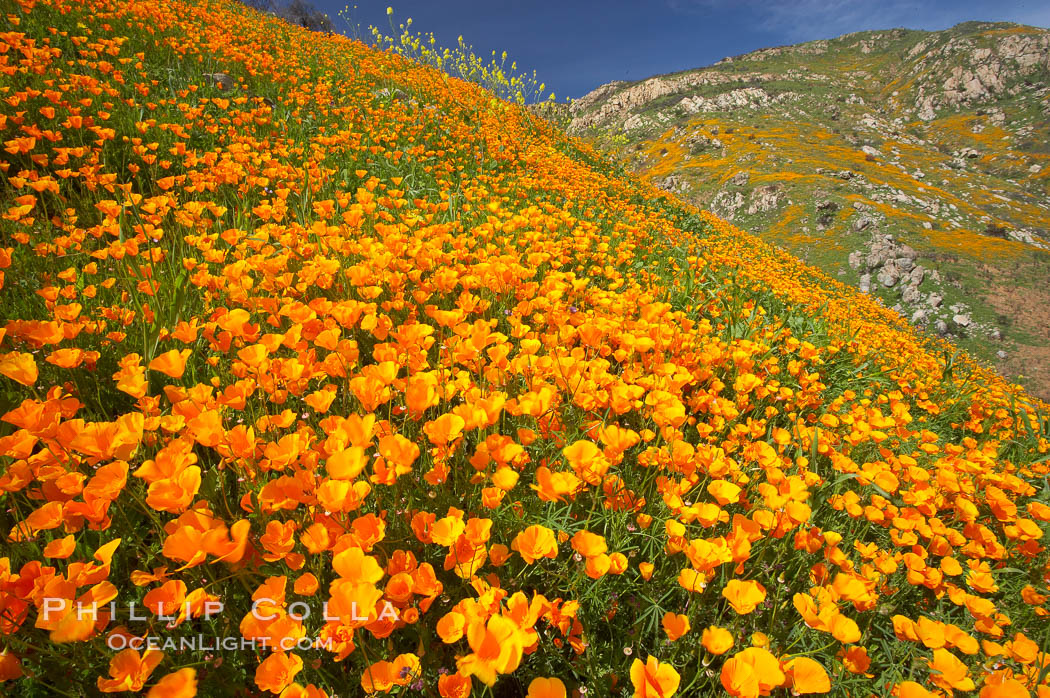 California poppies cover the hillsides in bright orange, just months after the area was devastated by wildfires. Del Dios, San Diego, USA, Eschscholtzia californica, Eschscholzia californica, natural history stock photograph, photo id 20490