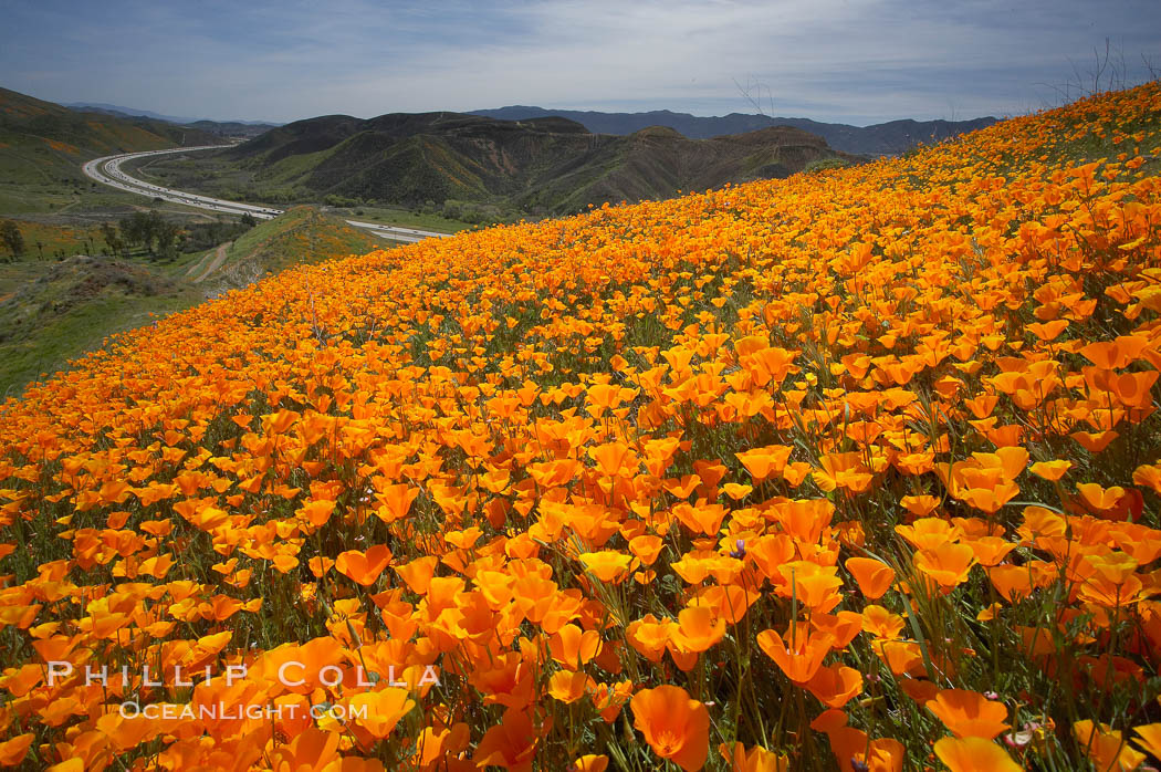 California poppies cover the hills in a brilliant springtime bloom.  Interstate 15 I-15 is seen in the distance. Elsinore, USA, Eschscholtzia californica, Eschscholzia californica, natural history stock photograph, photo id 20494