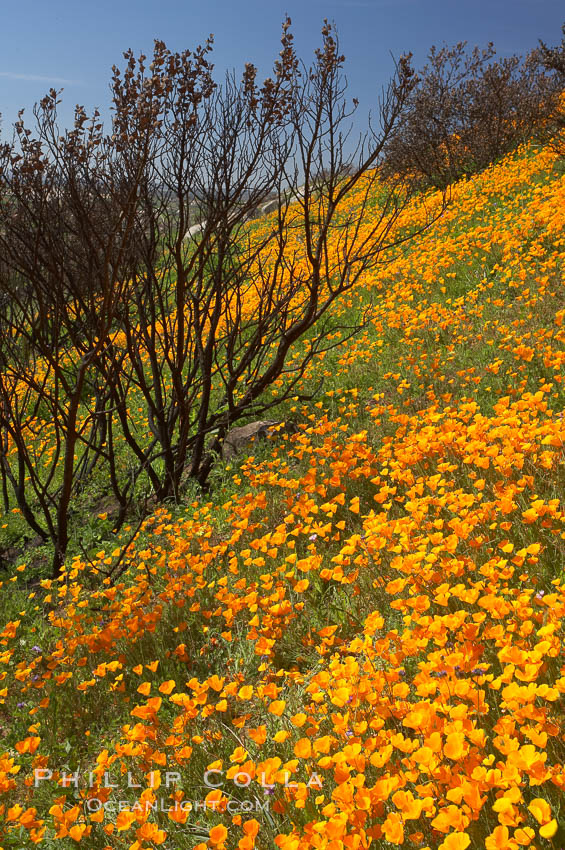 California poppies bloom in enormous fields cleared just a few months earlier by huge wildfires.  Burnt dead bushes are seen surrounded by bright poppies. Del Dios, San Diego, USA, Eschscholtzia californica, Eschscholzia californica, natural history stock photograph, photo id 20498