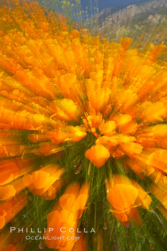 California poppies in a blend of rich orange color, blurred by a time exposure. Del Dios, San Diego, USA, Eschscholtzia californica, Eschscholzia californica, natural history stock photograph, photo id 20506