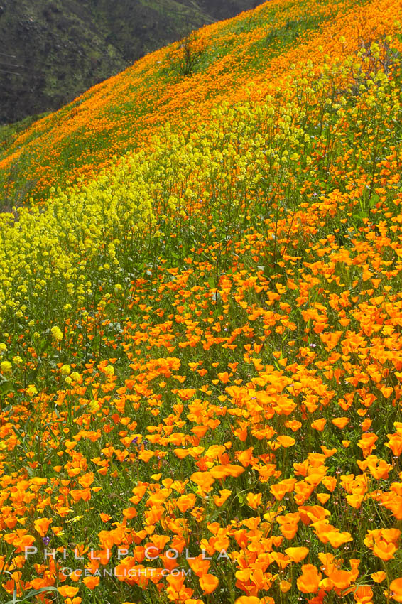 California poppies cover the hillsides in bright orange, just months after the area was devastated by wildfires. Del Dios, San Diego, USA, Eschscholtzia californica, Eschscholzia californica, natural history stock photograph, photo id 20510