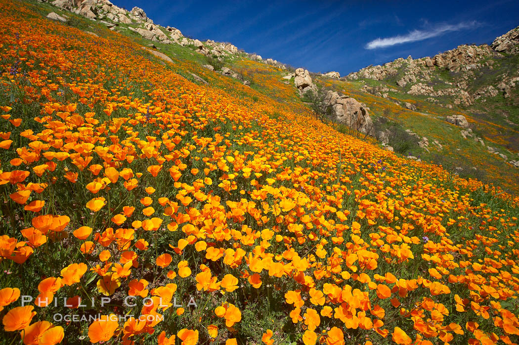 California poppies cover the hillsides in bright orange, just months after the area was devastated by wildfires. Del Dios, San Diego, USA, Eschscholtzia californica, Eschscholzia californica, natural history stock photograph, photo id 20514