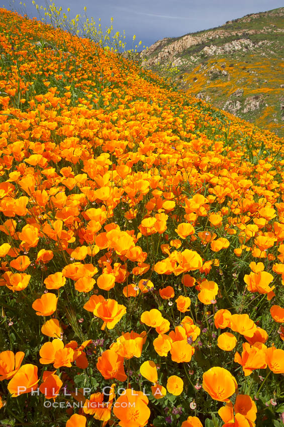 California poppies cover the hillsides in bright orange, just months after the area was devastated by wildfires. Del Dios, San Diego, USA, Eschscholtzia californica, Eschscholzia californica, natural history stock photograph, photo id 20522