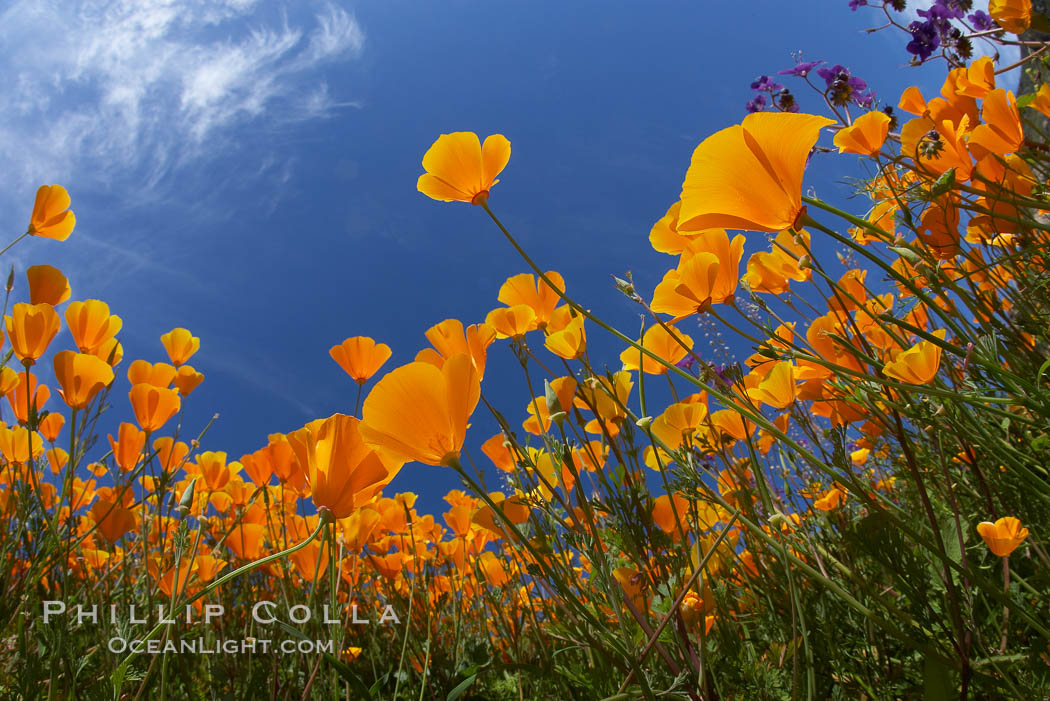 California poppy plants viewed from the perspective of a bug walking below the bright orange blooms. Del Dios, San Diego, USA, Eschscholtzia californica, Eschscholzia californica, natural history stock photograph, photo id 20546