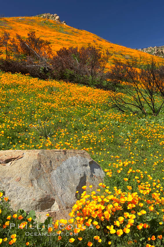 California poppies bloom in enormous fields cleared just a few months earlier by huge wildfires.  Burnt dead bushes are seen surrounded by bright poppies. Del Dios, San Diego, USA, Eschscholtzia californica, Eschscholzia californica, natural history stock photograph, photo id 20496