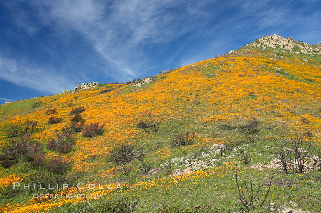 California poppies cover the hillsides in bright orange, just months after the area was devastated by wildfires. Del Dios, San Diego, USA, Eschscholtzia californica, Eschscholzia californica, natural history stock photograph, photo id 20500