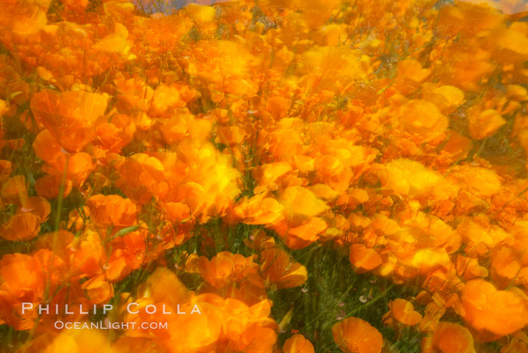 California poppies in a blend of rich orange color, blurred by a time exposure. Del Dios, San Diego, USA, Eschscholtzia californica, Eschscholzia californica, natural history stock photograph, photo id 20508