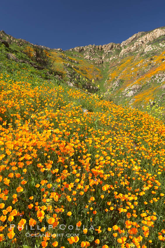 California poppies cover the hillsides in bright orange, just months after the area was devastated by wildfires. Del Dios, San Diego, USA, Eschscholtzia californica, Eschscholzia californica, natural history stock photograph, photo id 20512