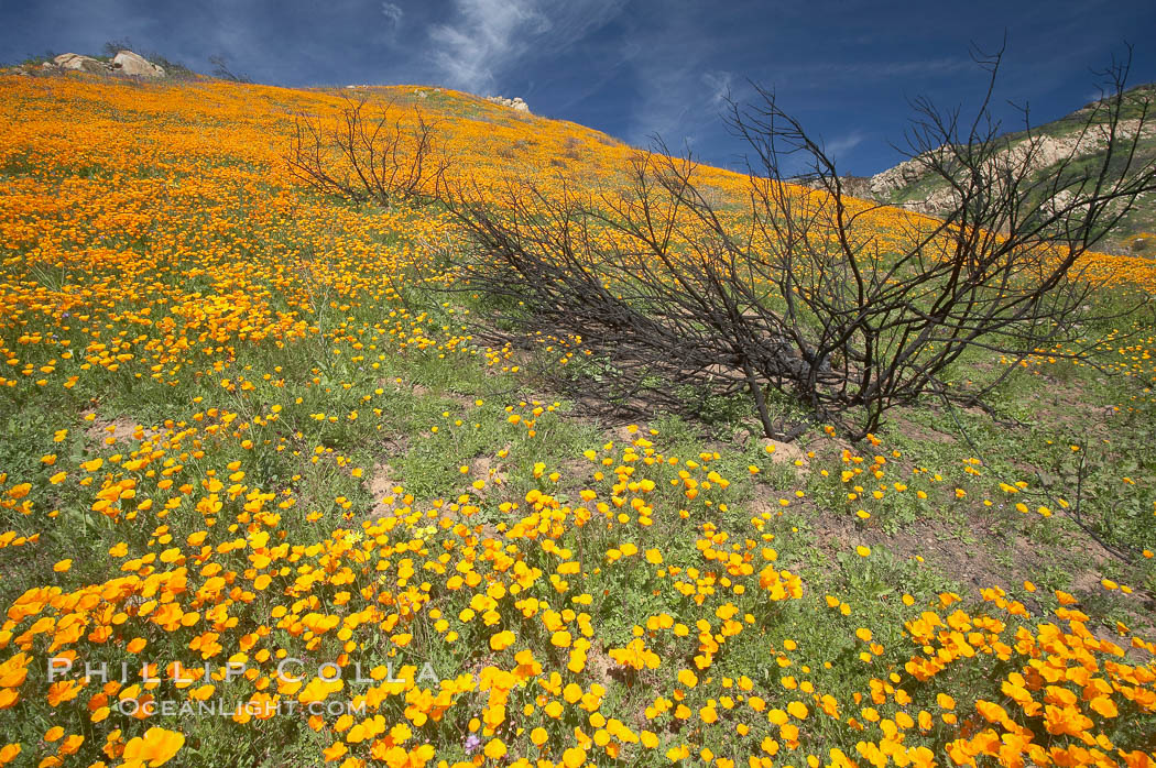 California poppies bloom in enormous fields cleared just a few months earlier by huge wildfires.  Burnt dead bushes are seen surrounded by bright poppies. Del Dios, San Diego, USA, Eschscholtzia californica, Eschscholzia californica, natural history stock photograph, photo id 20516