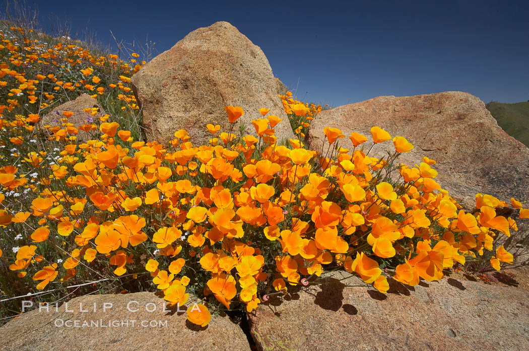 California poppies bloom amidst rock boulders. Elsinore, USA, Eschscholtzia californica, Eschscholzia californica, natural history stock photograph, photo id 20520