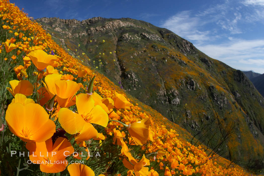 California poppies cover the hillsides in bright orange, just months after the area was devastated by wildfires, Eschscholzia californica, Eschscholtzia californica, Del Dios, San Diego