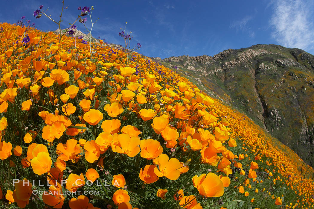 California poppies cover the hillsides in bright orange, just months after the area was devastated by wildfires. Del Dios, San Diego, USA, Eschscholtzia californica, Eschscholzia californica, natural history stock photograph, photo id 20544