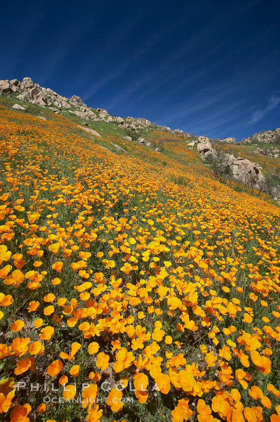 California poppy plants carpet the hills of Del Dios above Lake Hodges. San Diego, USA, Eschscholtzia californica, Eschscholzia californica, natural history stock photograph, photo id 20892