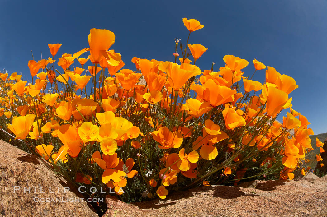 California poppies cover the hills in a brilliant springtime bloom. Elsinore, USA, Eschscholtzia californica, Eschscholzia californica, natural history stock photograph, photo id 20491