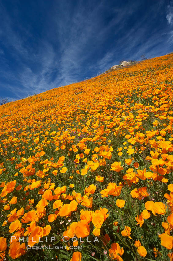 California poppies cover the hillsides in bright orange, just months after the area was devastated by wildfires. Del Dios, San Diego, USA, Eschscholtzia californica, Eschscholzia californica, natural history stock photograph, photo id 20499