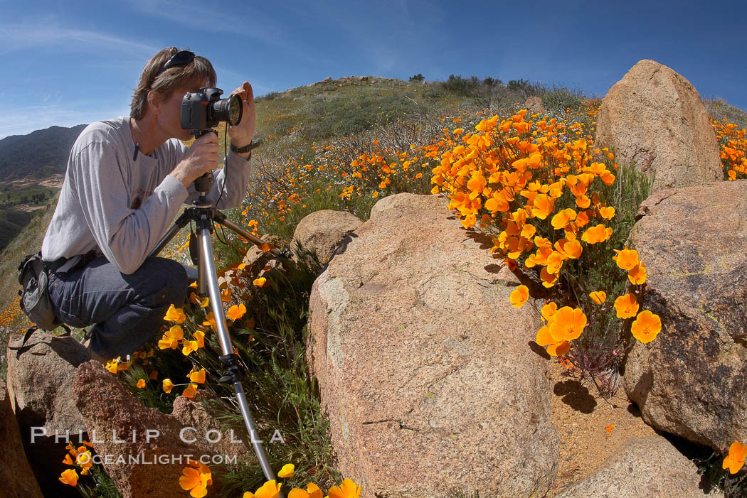 A photographer trains his camera on a bright orange bloom of California poppies. Elsinore, USA, Eschscholtzia californica, Eschscholzia californica, natural history stock photograph, photo id 20503