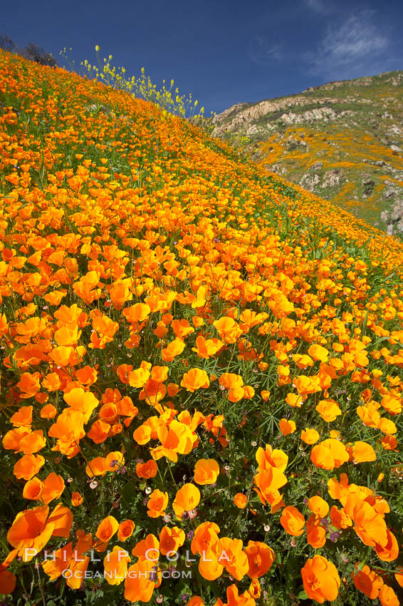 California poppies cover the hillsides in bright orange, just months after the area was devastated by wildfires. Del Dios, San Diego, USA, Eschscholtzia californica, Eschscholzia californica, natural history stock photograph, photo id 20511