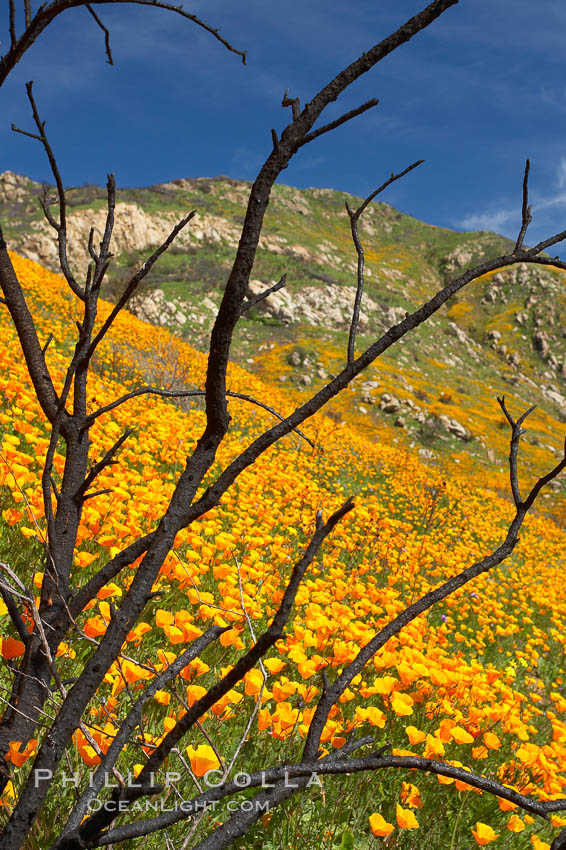 California poppies bloom in enormous fields cleared just a few months earlier by huge wildfires.  Burnt dead bushes are seen surrounded by bright poppies. Del Dios, San Diego, USA, Eschscholtzia californica, Eschscholzia californica, natural history stock photograph, photo id 20515