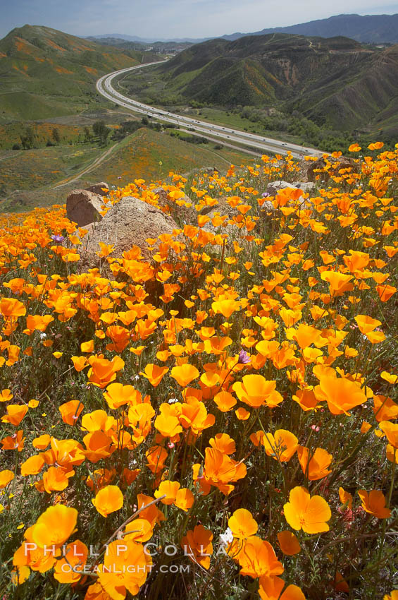 California poppies cover the hills in a brilliant springtime bloom.  Interstate 15 I-15 is seen in the distance. Elsinore, USA, Eschscholtzia californica, Eschscholzia californica, natural history stock photograph, photo id 20519