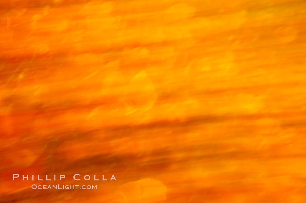 California poppies in a blend of rich orange color, blurred by a time exposure. Del Dios, San Diego, USA, Eschscholtzia californica, Eschscholzia californica, natural history stock photograph, photo id 20523