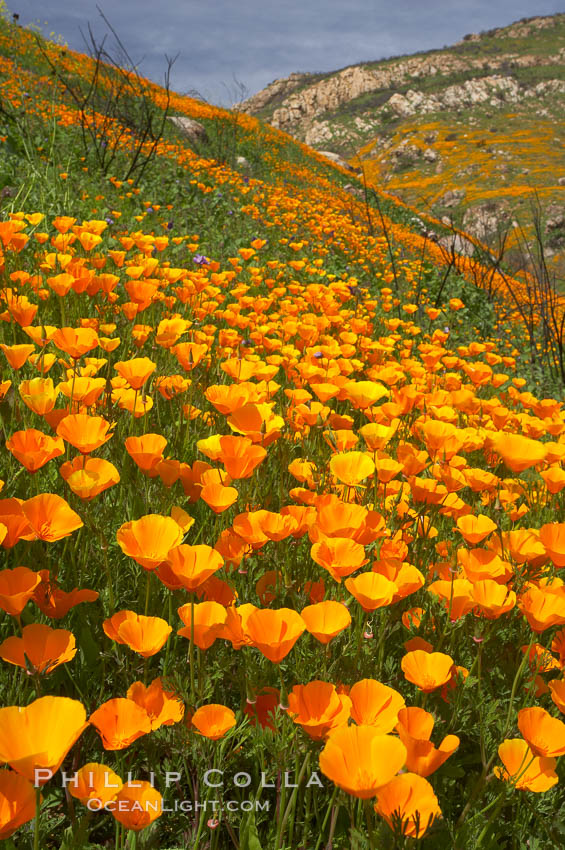 California poppies cover the hillsides in bright orange, just months after the area was devastated by wildfires. Del Dios, San Diego, USA, Eschscholtzia californica, Eschscholzia californica, natural history stock photograph, photo id 20527