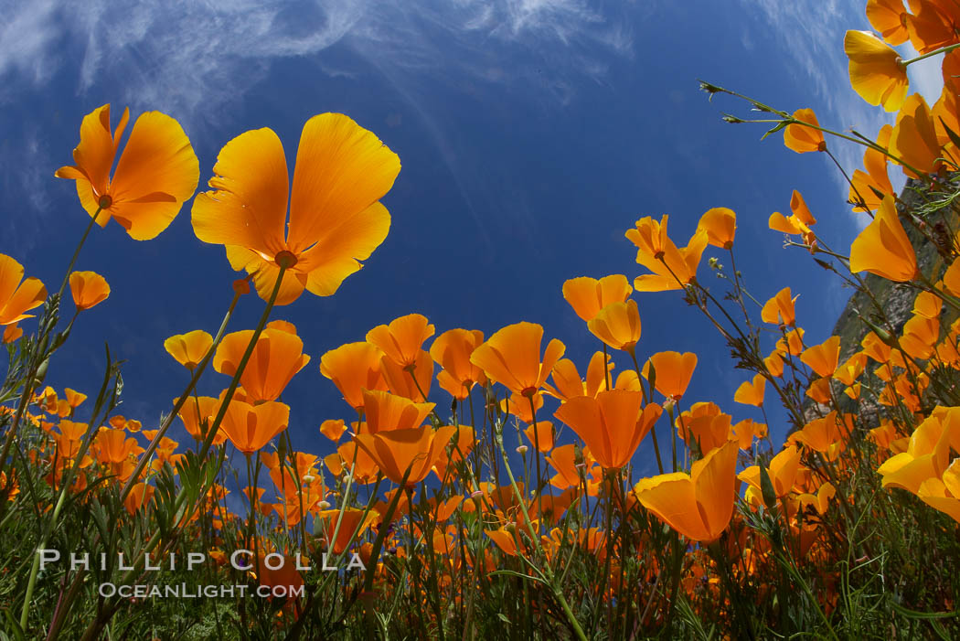 California poppy plants viewed from the perspective of a bug walking below the bright orange blooms. Del Dios, San Diego, USA, Eschscholtzia californica, Eschscholzia californica, natural history stock photograph, photo id 20539