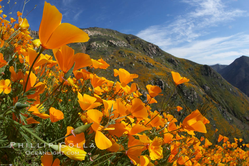 California poppies cover the hillsides in bright orange, just months after the area was devastated by wildfires. Del Dios, San Diego, USA, Eschscholtzia californica, Eschscholzia californica, natural history stock photograph, photo id 20543