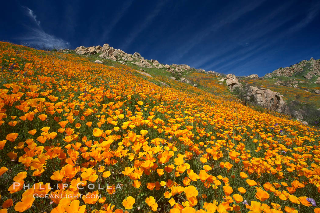 California poppies cover the hillsides in bright orange, just months after the area was devastated by wildfires, Eschscholzia californica, Eschscholtzia californica, Del Dios, San Diego