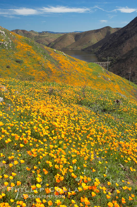 California poppies cover the hillsides in bright orange, just months after the area was devastated by wildfires. Del Dios, San Diego, USA, Eschscholtzia californica, Eschscholzia californica, natural history stock photograph, photo id 20501