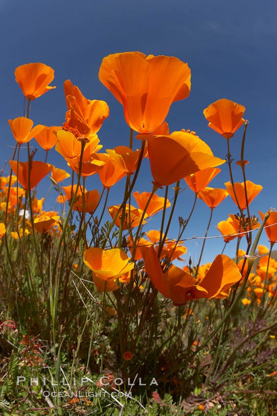 California poppy plants viewed from the perspective of a bug walking below the bright orange blooms, Eschscholzia californica, Eschscholtzia californica, Elsinore
