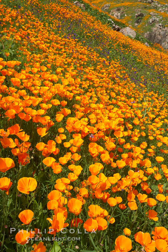 California poppies cover the hillsides in bright orange, just months after the area was devastated by wildfires. Del Dios, San Diego, USA, Eschscholtzia californica, Eschscholzia californica, natural history stock photograph, photo id 20509