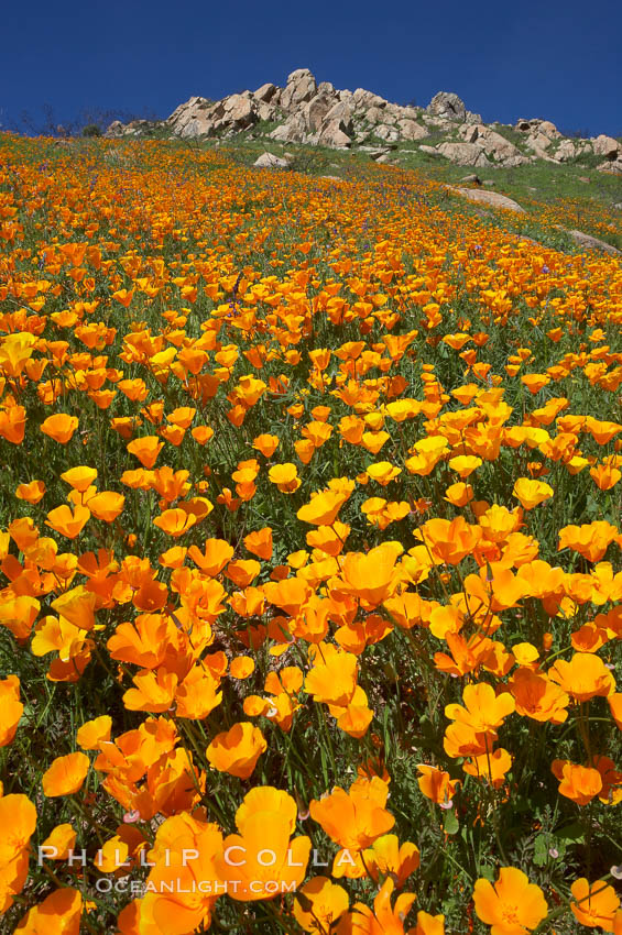California poppies cover the hillsides in bright orange, just months after the area was devastated by wildfires. Del Dios, San Diego, USA, Eschscholtzia californica, Eschscholzia californica, natural history stock photograph, photo id 20513