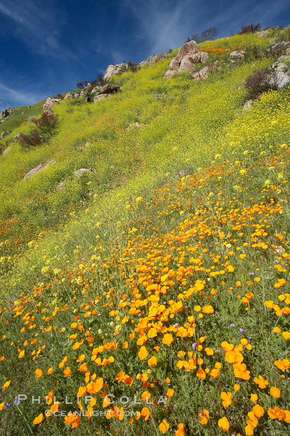 California poppies cover the hillsides in bright orange, just months after the area was devastated by wildfires. Del Dios, San Diego, USA, Eschscholtzia californica, Eschscholzia californica, natural history stock photograph, photo id 20525