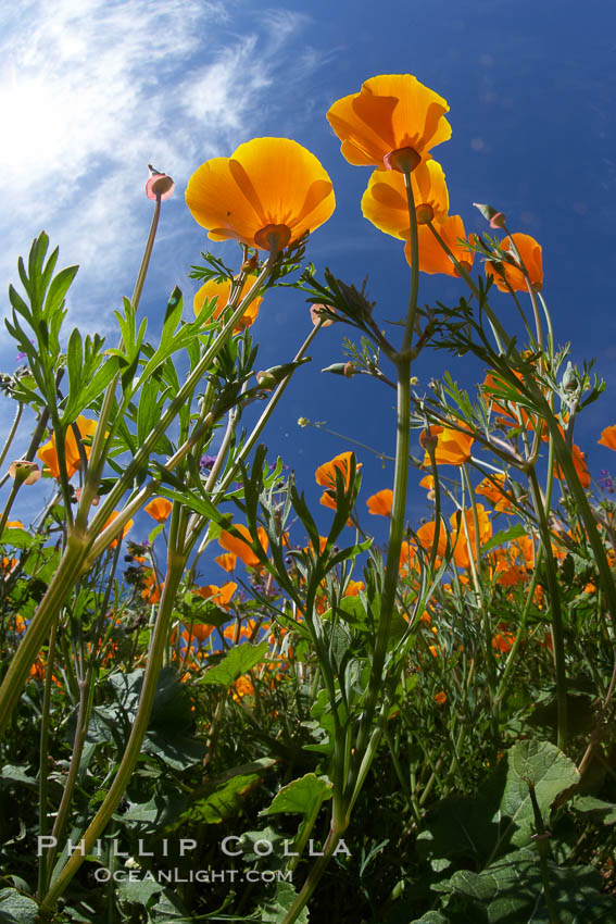 California poppy plants viewed from the perspective of a bug walking below the bright orange blooms, Eschscholzia californica, Eschscholtzia californica, Del Dios, San Diego