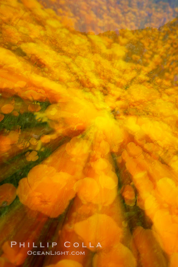 California poppies in a blend of rich orange color, blurred by a time exposure. Del Dios, San Diego, USA, Eschscholtzia californica, Eschscholzia californica, natural history stock photograph, photo id 20545