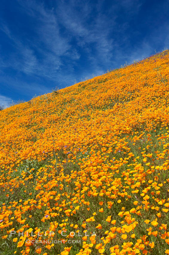 California poppy plants carpet the hills of Del Dios above Lake Hodges. San Diego, USA, Eschscholtzia californica, Eschscholzia californica, natural history stock photograph, photo id 20893