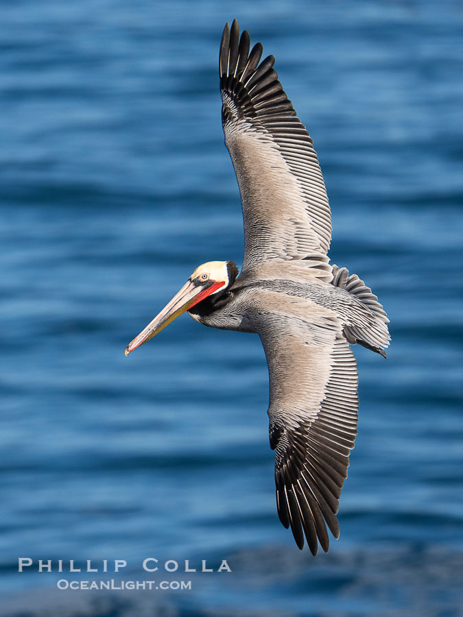 California Race of Brown Pelican in Flight over the Pacific Ocean. Adult winter breeding plumage. Spreading wings broadly as it turns through the air., Pelecanus occidentalis, Pelecanus occidentalis californicus, natural history stock photograph, photo id 40038